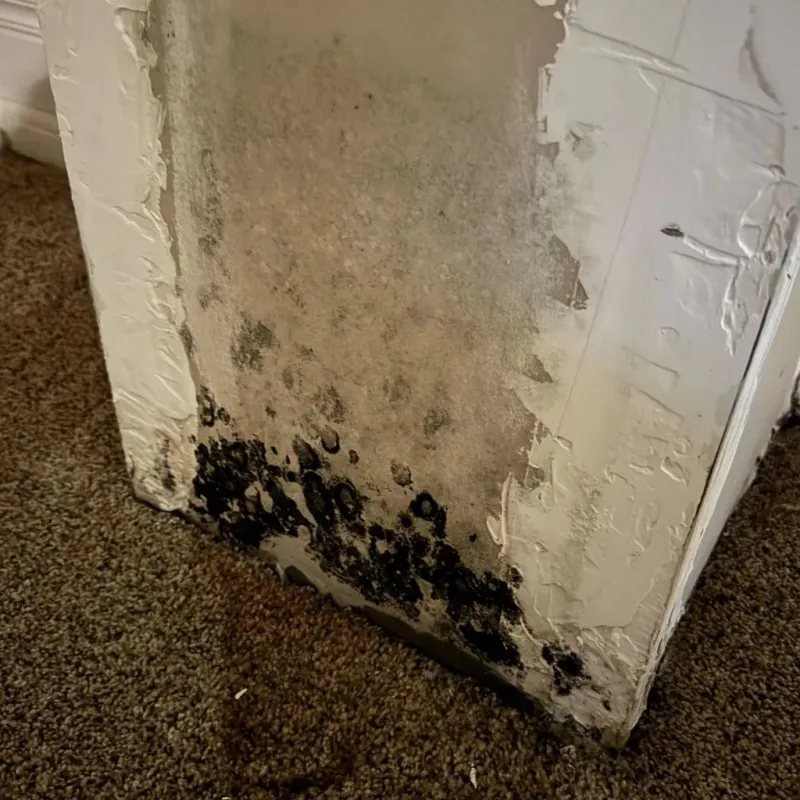 Professional Mold Removal in Tuscola County, MI